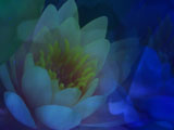 Water Lilies PowerPoint Templates and Themes