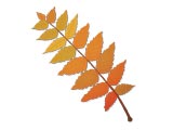 Fall/Autumn powerpoint template